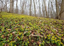 Winterlinge  Gelbe Pracht In Jena 2024 07